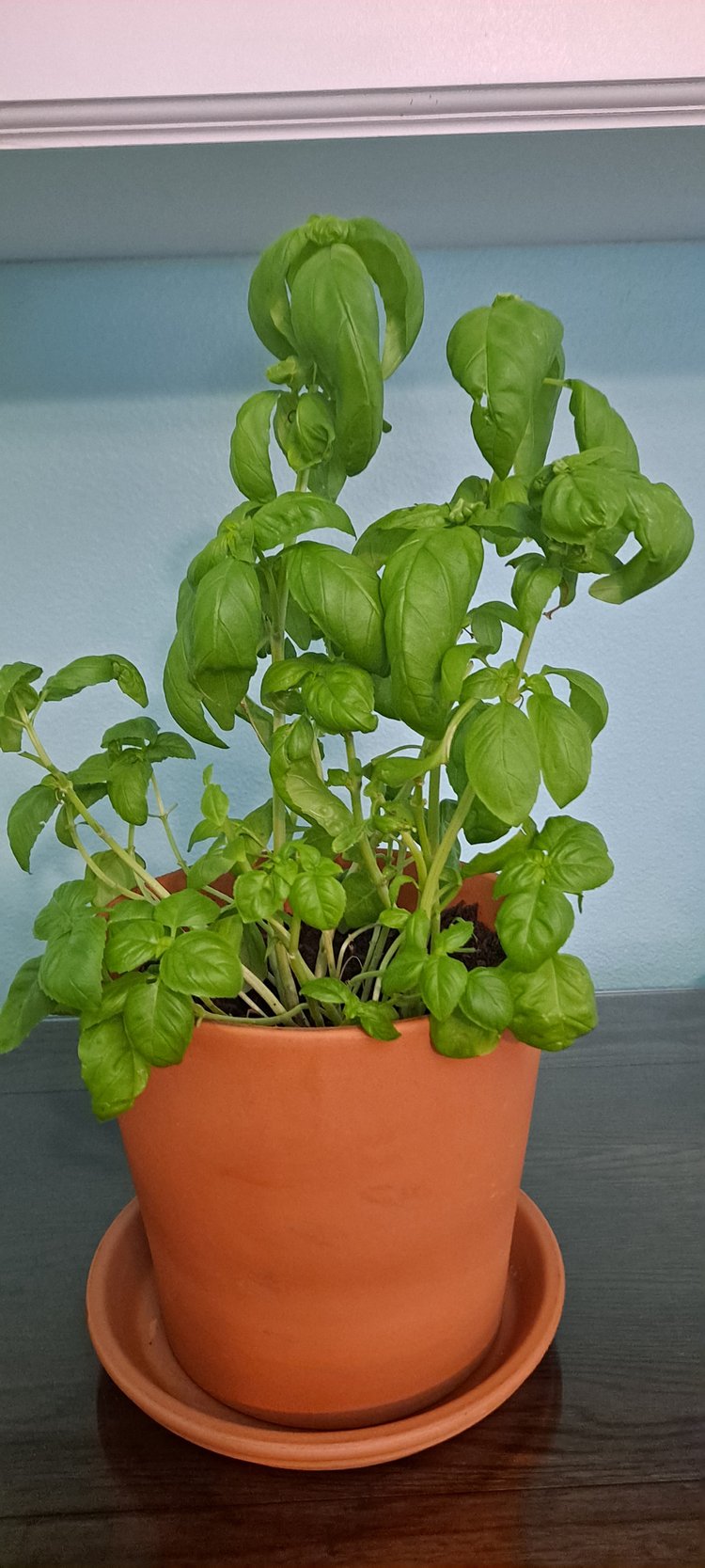 Healthy Summer Recipe and The Healing Benefits of&nbsp;Basil